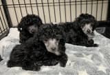 tiny toy poodle pups