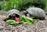 pair of Redfoot tortoises