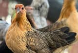 Pairs Of Old English Game Bantams(OEGB)