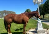 Reg. Quarter Horse Gelding