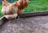 English Buff Orpington Pair