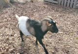 Boer cross nubian buck