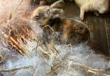 rabbits breeding pair proven