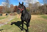 Percheron Stallion