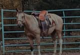 APHA Buckskin Tobiano