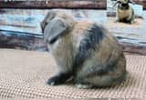 pedigree holland lop Doe