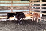 weaned calves