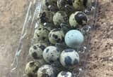 hatching quail eggs