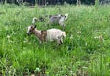 Nigerian Dwarf Goats