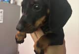 Akc registered mini dachshund