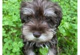 Mini Schnauzer 1left