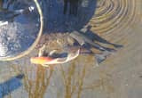 3 large koi fish, free to a good pond