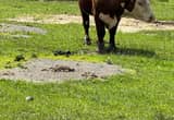 Hereford Bull