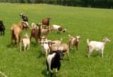 16 Goats For Sale Serious Inquiries Only