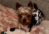 tiny yorkshire terrier for stud