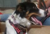 Australian Shepherd Spayed female