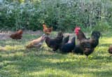 Laying hens