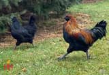 Mystic Onyx Cockerel & Pullets