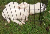 white pitbull pups