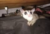 Sugar Gliders