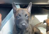 belgian malinois puppies