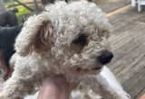 miniature poodle