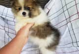 Female Pomeranian Puppies