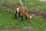 Nigerian Dwarf and Pygmy Goat Bucklings