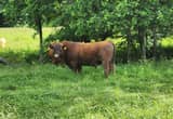 red angus bull