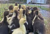 Muscovy Ducklings