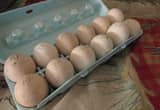 Royal Palm Turkey Eggs