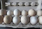 Narragansett Turkey Eggs