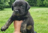 AKC Black Mismark Labrador Retriever