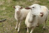 Katahdin Ewes for Sale