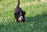 Akc Bernese Mountain Dogs