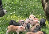 Purebred Kune Kune Piglets