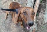 Free Friendly Plott Hound Needs Home!