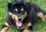 Australian Shephard Puppy—Handsome
Dude!