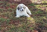 Great Pyrenees LGD Pups Due June