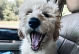 Fluffy Boy Labradoodle Pup