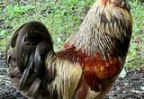 Araucana Rooster