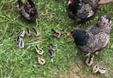 Rare Dbl Silverlaced Barnvelder chicks