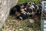 kune kune piglets