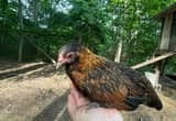 Bantam hen, 4 month old