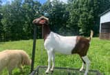 Boer Goat does