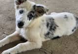 Australian Shepherd female