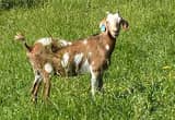 Herd of Nanny Goats