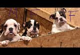 akc english bulldog pups