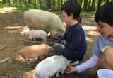 kunekune piglets