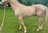 palomino racking horse